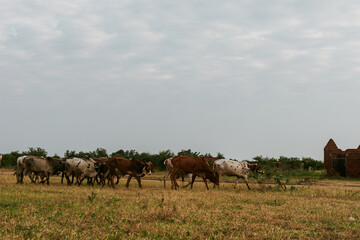 A herd of cows walking in rural scene in Morogoro Tanzania
