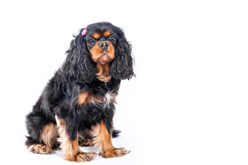 Adorable Cavalier King Charles Spaniel dog wears a cute pink bow in her fur after getting groomed.
