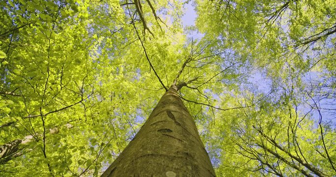 Tilted Shot of Tree Trunk with its Tree Branches Against Blue Sunny Sky