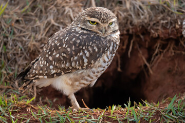 Coruja buraqueira ao lado da casa