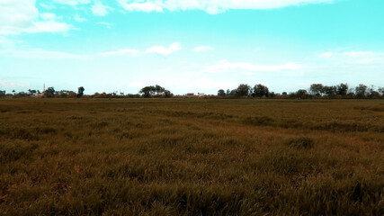 Obraz premium beautiful field of wheat 