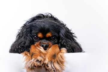 Close up of the face of a Cavalier King Charles Spaniel with her chin lying on her paws. Black and tan colored. Isolated on a white background.