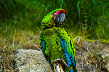 Animal