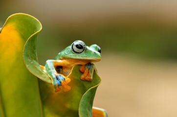Obraz premium frog