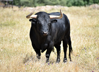 strong bull with big horns on the spanish field