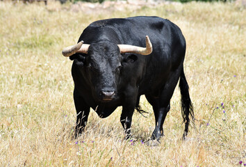 strong bull with big horns on the spanish field