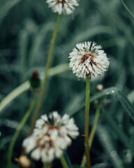 dandelion in the grass