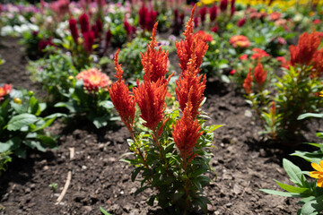 Fleurs du jardin botanique de Montréal