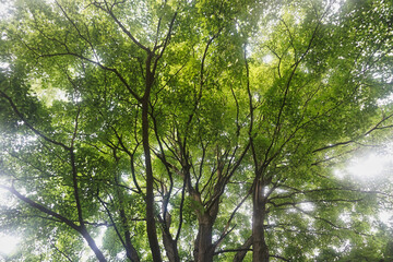 Sunlight comes through tree branches at the woods