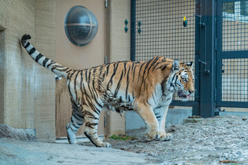 トラ, 動物, 子猫, zoo, 猫科の © 剛 永山