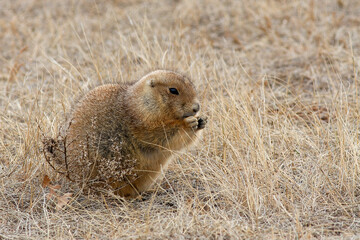 Prairie dog eating a snack in the dried grass.