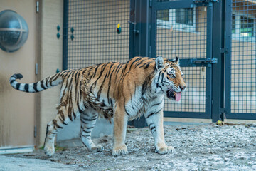 トラ, 動物, 子猫, 猫科の, zoo © 剛 永山