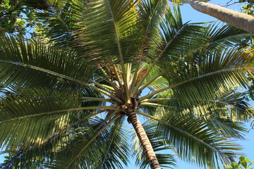 Obraz premium Coqueiro