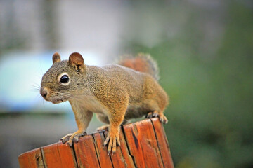 Red squirrel standing on the wooden stump close up in Lake Louise area, Banff National Park. 