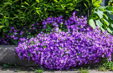 Light purple petunias growing at the curb, close-up.