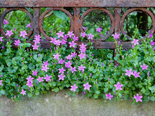 pale lilac flowers growing between a border and an iron fence of geometric shape, close-up.