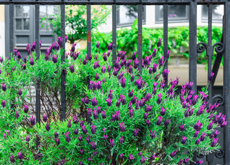 purple flowers growing at the sidewalk behind a wrought iron fence with a residential building in the background, close-up.