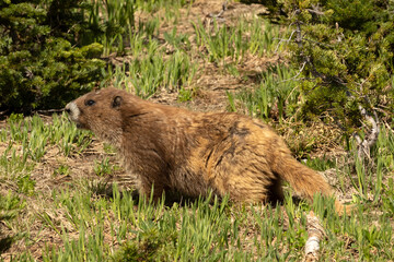 Marmot side view in forest setting