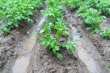 Potatoes in furrows with water after heavy rain.