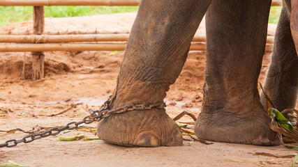 Elephant feet are tied to a chain
 
