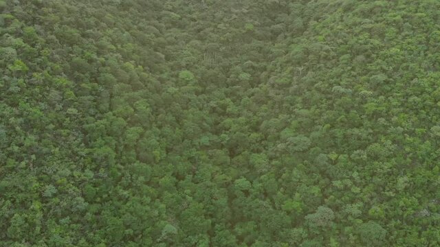 Aerial view of big green forest in mountains. Aerial drone video in reversing. Top view of jungle, trees in mountains from above.