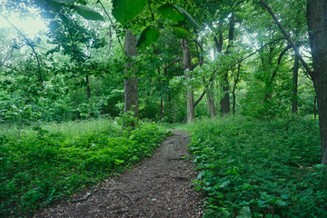 Fototapeta na wymiar A pathway in the woods
