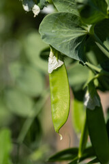 snow peas in the garden start to pop out of the bud under the sun 