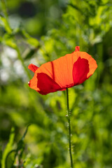 close up of one beautiful red poppy flower blooming in the garden back lit by the sun light with green background