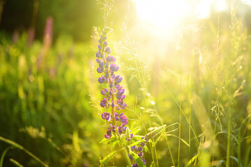 Close up of lupine flowers in field on sunset.