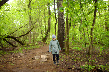 Preschooler child walking in forest. Kid playing and having fun in spring or summer day.
