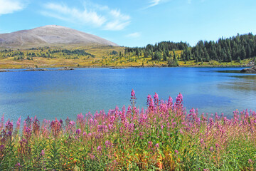 Rock Isle lake detail with the wild purple flowers in Sunshine Meadows, Banff National Park, AB. Rocky mountains, Canada.