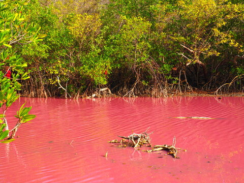 Eau de la mangrove qui devient rose en Martinique  suite &agrave; la prolif&eacute;ration d'une algue rose.