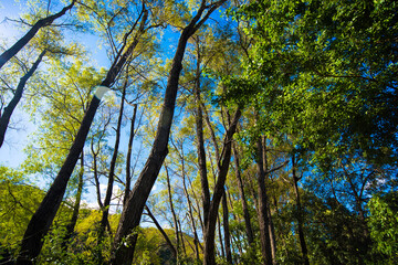 Beautiful Wilderness. Summer forest with Leaning Trees and Green Vegetation. Light leak. Tree trunks. Somoto Canyon. Nicaragua. Latin America.