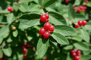 Bright red berries and green leaves close-up