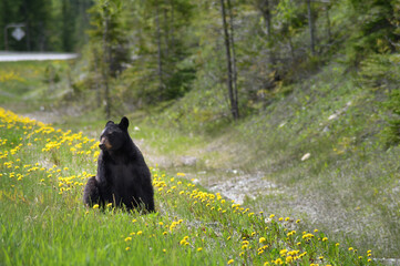 Naklejka premium Black Bear (Ursus americanus), Canada