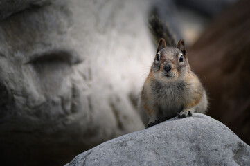 Chipmunk, Canada