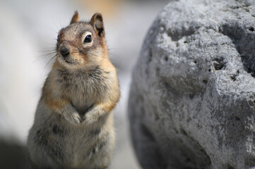 Chipmunk, Canada