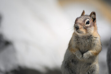 Chipmunk, Canada