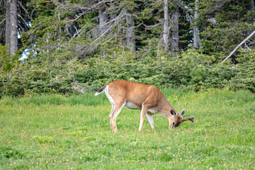 Young buck deer grazes near a forest