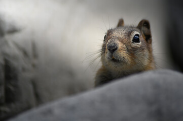 Chipmunk, Canada