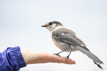 Grey Jay (Perisoreus canadensis), Canada