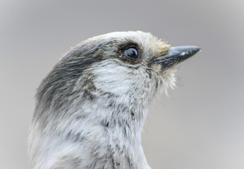 Grey Jay (Perisoreus canadensis), Canada