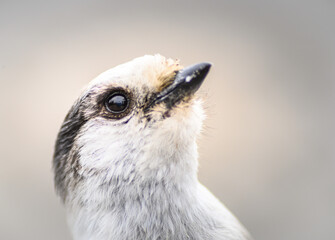Grey Jay (Perisoreus canadensis), Canada