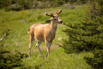 Young male deer in grassy field surrounded by trees