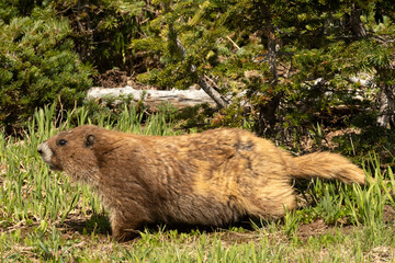 Marmot with side scars in forest environment
