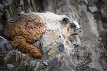 Hoary Marmot (Marmota caligata), Canada