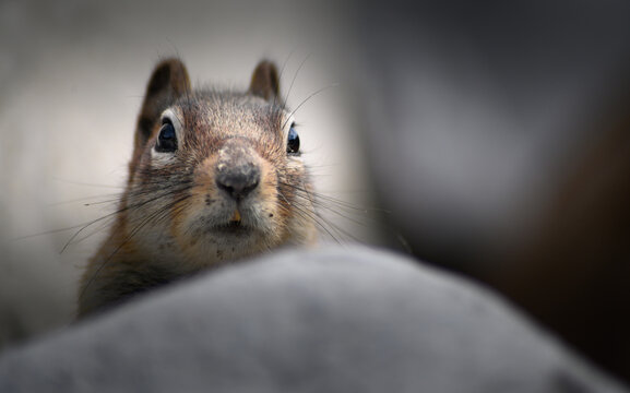 รูปภาพSciuridae เลือกดูภาพถ่ายสต็อก เวกเตอร์ และวิดีโอ9,064 Adobe Stock
