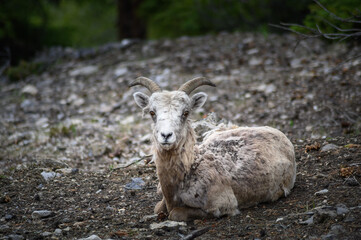 Bighorn sheep (Ovis canadensis), Canada