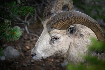 Bighorn sheep (Ovis canadensis), Canada