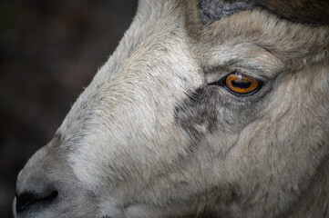 Bighorn sheep (Ovis canadensis), Canada